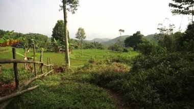 Berrak bir gökyüzünün altındaki tepeler ve ağaçlarla çevrili yemyeşil pirinç teraslarının bulunduğu sakin bir manzara. Sahne, kırsal tarım ve doğanın güzelliğini yakalıyor..