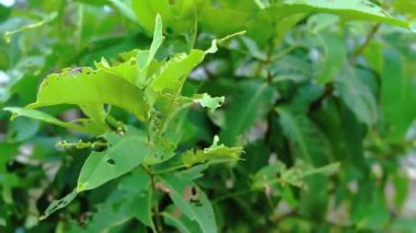 Düzensiz kenarları olan yeşil yaprakların yakın çekimi, doğal bir ortam sergiliyor. Yapraklar böcek hasarı belirtileri gösteriyor, delikleri ve sivri kenarları var, yemyeşil ile çevrili..