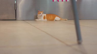 Metalik bir kapının yanındaki fayanslı zeminde gevşemiş turuncu ve beyaz bir kedi. Kedi sakin görünüyor ve ön planda, çerçevesinde bulanık bir sandalye bacağı ile duruyor..