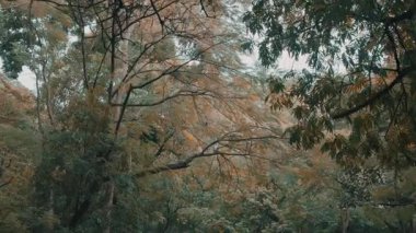 Rüzgarda usulca sallanan ağaçların olduğu sakin bir orman sahnesi. Yapraklar yeşil ve sonbahar turuncu renklerinin karışımını sergiliyor ve sakin bir atmosfer yaratıyor..