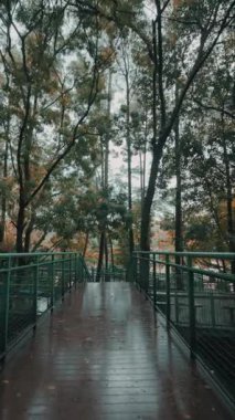 Bereketli yeşil ağaçlarla çevrili, yeni yağdığını gösteren ıslak bir yüzeyi olan sakin bir ahşap geçit. Atmosfer sakin ve sakin, doğanın güzelliğini gösteriyor..
