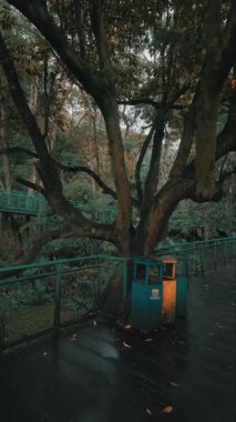 Yoğun bir ormanla çevrili, geniş dalları ve yemyeşil yaprakları olan geniş, yayılan bir ağaç. Sahne, yaprakların arasından süzülen altın bir ışıkla sakin bir atmosfer yaratıyor..