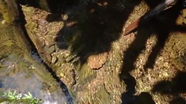 Pürüzsüz taşların üzerinden akan berrak suyla sığ bir dere manzarası. Güneş ışığı, yemyeşil sularla çevrili su yüzeyinde parıldayan yansımalar yaratır..