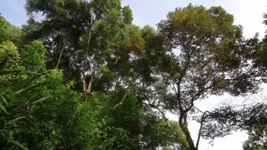 Berrak bir gökyüzünün altında uzun ağaçlar ve yoğun yapraklarla yemyeşil bir orman. Güneş ışığı yaprakların arasından süzülerek sakin ve sakin bir atmosfer yaratır..