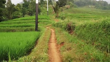 Canlı bitki ve ağaçlarla çevrili yemyeşil pirinç tarlalarının arasından manzaralı bir patika. Yol dar ve dolambaçlı, yukarıdaki açık gökyüzü ile mesafeye doğru gidiyor..