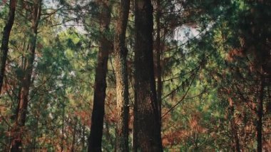 Yoğun bir çam ormanının sakin ve statik görüntüsü. Güneş ışığı, ağaç gövdelerini ve yeşil iğneleri nazikçe aydınlatır. Huzurlu ve daldırıcı doğal bir zemin yaratır. Rahatlama ve meditasyon temaları için mükemmeldir..