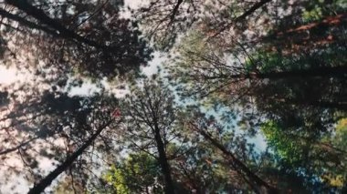 Çam ağaçlarının tepelerinden yukarıya, parlak bir gökyüzüne bakan sakin, alçak açılı bir manzara. Güneş dallardan süzülüp, yumuşak bir alev ve huzur dolu, doğal bir atmosfer yaratıyor. Rahatlamak için mükemmel..