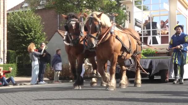 Cavalli Che Tirano Carro Festival Locale Wilrijk Anversa Chiamato Geitenstoet — Video Stock
