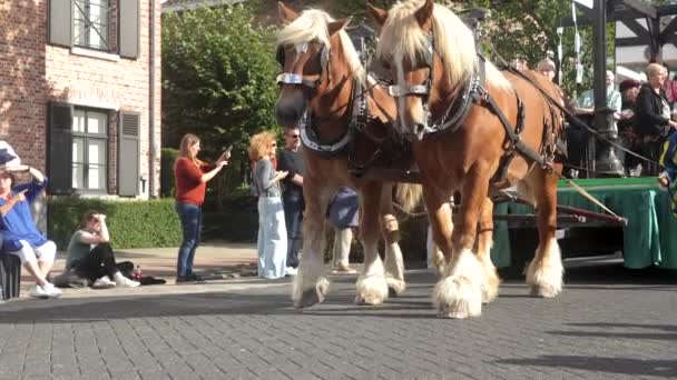 Άνθρωποι Που Βλέπουν Άλογα Τραβάνε Καρότσι Τοπικό Φεστιβάλ Στο Wilrijk — Αρχείο Βίντεο