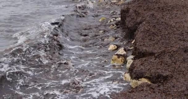 Vagues Écrasant Contre Des Roches Brunes Couvertes Algues Ralenti Vidéo — Video