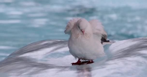 Biały Gołąb Siedzący Fontannie Rozkładający Skrzydła Odlatujący Niesamowitym Filmiku Slow — Wideo stockowe