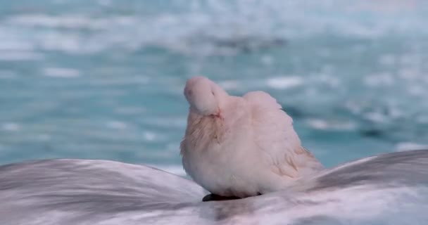 白い鳩グルーミングその羽でスローモーションビデオで座っている間に水の上に噴水 — ストック動画
