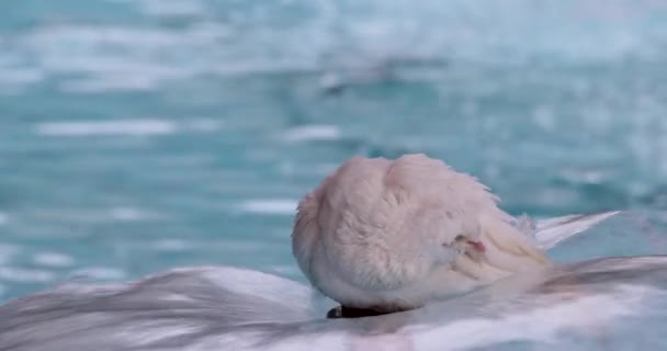 Pigeon Blanc Assis Sur Fontaine Toilettant Ses Plumes Ralenti Vidéo — Video