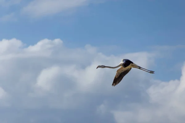 Flamingo in flight spreading wings at salt lakes or Salinas de San Pedro del Pinatar