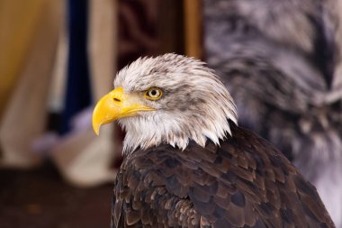 bir Amerikan bald eagle portresi