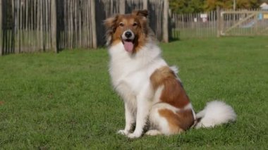 Şirin Sheltie Köpek Park 'ta çimenlerde oturuyor ve Rüzgarla Yavaş Çekimde Nefes alıyor Kürkünden ahşap bir çitin önünde esiyor