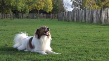 Antwerp 'teki köpek parkında çimlerde yatarken Sheltie köpeği havlıyor ve kuyruğunu sallıyor.