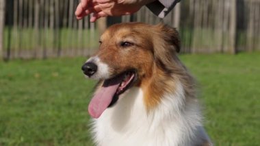 Nazik El Okuyan Şirin Sheltie Dog 'un Kafası ve Sevimli Tepkisini 4K Slow Motion video' da yakalama.