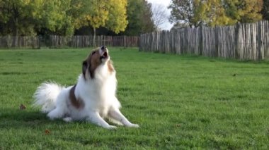 Köpek parkındaki Sheltie Dog. Ağır çekim. 4K Havlama, Oturma ve Çimlerde Yatma Videosu.
