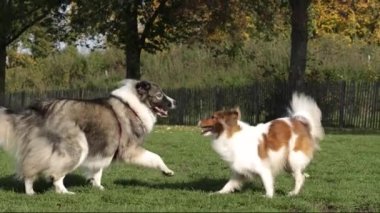 Neşeli Köpekler eğleniyor. Slow Motion 4K Büyük Köpek ve Sheltie 'nin Çimenlikteki Dövüşü