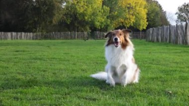 Sheltie köpek bakıcılığı, sonra havlama ve parkta yürüyüş - 4K Slow Motion Video