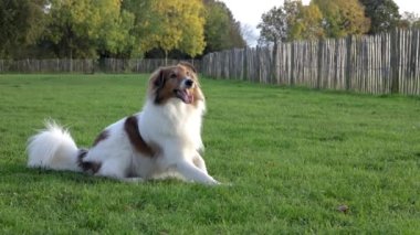 Slow Motion 4K Park 'ta Sheltie Dog' un Yalan, Oturma ve Havlama