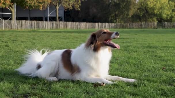 Close Slow Motion Sheltie Dog Ladrando Hierba Parque Perros Mientras — Vídeos de Stock
