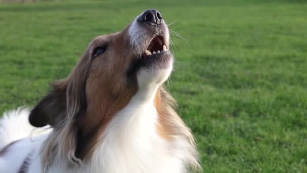 Närbild Slow Motion Sheltie Hund Skällande Med Tänder Visar Gräset — Stockvideo