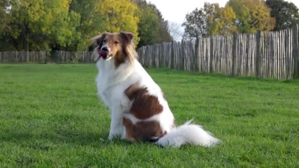 Adorable Sheltie Dog Cámara Lenta Lamiendo Labios Ladrando Juguetonamente Parque — Vídeo de stock