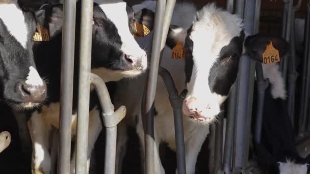 Cámara Lenta Filmación Las Vacas Etiquetadas Granja Interior Pluma Detrás — Vídeos de Stock