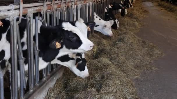 アントワープの酪農場で屋内ペンでヘイに牛の餌やり スローモーションビデオ — ストック動画