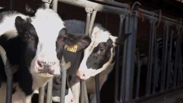 Tags Vacas Caneta Interior Fazenda Laticínios Antuérpia Close Slow Motion — Vídeo de Stock