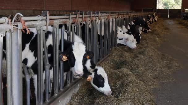アントワープの酪農場で屋内ペンで干し草を食べるタグ牛の4Kスローモーション映像 — ストック動画