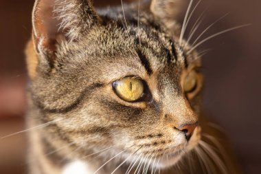 Tekir kedinin sarı gözlerine yakın çekim
