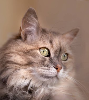 Güzel parlak gözlerin portresi uzun saçlı kedinin