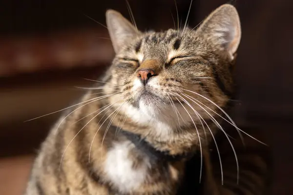 Tabby cat enjoying scratching itself with eyes closed