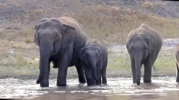 Wild Aziatische Olifanten Waaronder Baby Drinken Uit Een Waterput Bandhavgarh — Stockvideo