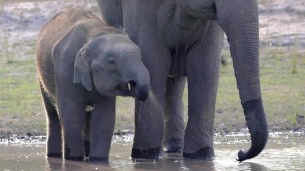 野生の赤ん坊のアジアゾウは インドのバンダガー国立公園の水穴から飲む — ストック動画