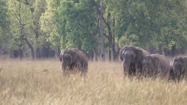Divocí Asijští Sloni Procházející Suchou Vysokou Trávou Národního Parku Bandhavgarh — Stock video