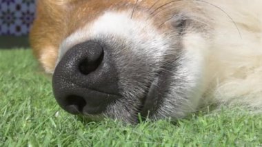 Bir Sheltie köpeğinin burnunun yavaş çekimde çimenlere dayanması, kürk ve burnun dokusunu ve detaylarını gözler önüne seriyor..