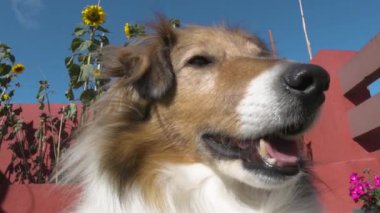 Yavaş çekimde esneyen Sheltie köpeğine yakın çekim, açık mavi bir gökyüzünün altında ayçiçekleri ve parlak pembe çiçeklerle bir bahçede yakalandı..