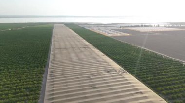 İHA, Torrevieja Gölü manzaralı ve ön plandaki limon ağaçları yemyeşil geniş tarlalar boyunca ilerler.