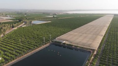 Torrevieja 'daki yemyeşil narenciye tarlalarının üzerinde ilerleyen bir dron görüntüsü geniş hasat örtüleri, büyük bir rezervuar ve manzaralı palmiye ağaçları sınırlarını gösteriyor..