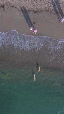 İspanya 'nın Playa Flamenca köpek dostu plajları boyunca insanlar ve köpekleri arasındaki oyun ve yüzme etkileşimine dikey kuş bakışı bakış.