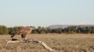 İspanya 'nın Toledo kenti yakınlarındaki bir doğal ortamda aynı dalın alt kısmına atlamadan önce bir akbabanın (Buteo buteo) yavaş çekim görüntüsü