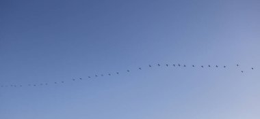 Kuşların panoramik silueti açık mavi bir gökyüzü boyunca uçarak doğanın hareketli güzelliğini gözler önüne seriyor.