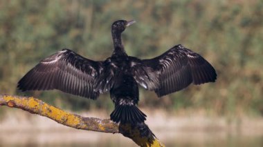 Kurumak için geniş kanatları olan bir dala tünemiş Büyük Karabatak 'ın (Phalacrocorax carbo) yavaş çekim görüntüsü.