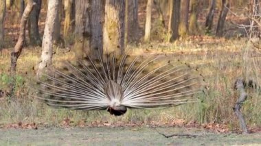 Hindistan, Kanha Ulusal Parkı 'ndaki bir tavus kuşu orman ortamında canlı kuyruk tüylerini yavaşça indiriyor.