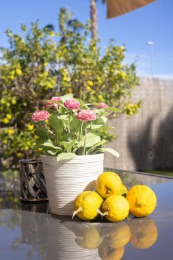 Potted pink flowers alongside freshly picked lemons resting on a reflective glass table, set against a vibrant garden background. clipart