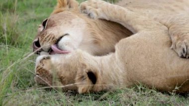 Kenya, Masai Mara 'da birbirini yalayan ve tımar eden iki dişi aslanın yavaş çekimde sosyal bağ kurma davranışları..